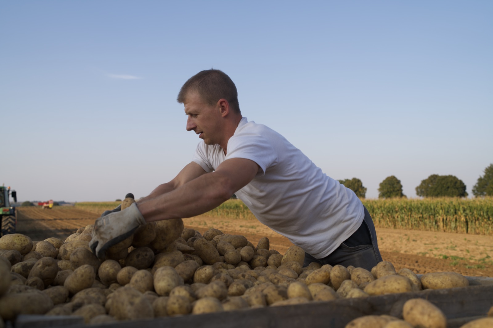 Kartoffeln werden am Feld von Hand verlesen, goldenes Abendlicht